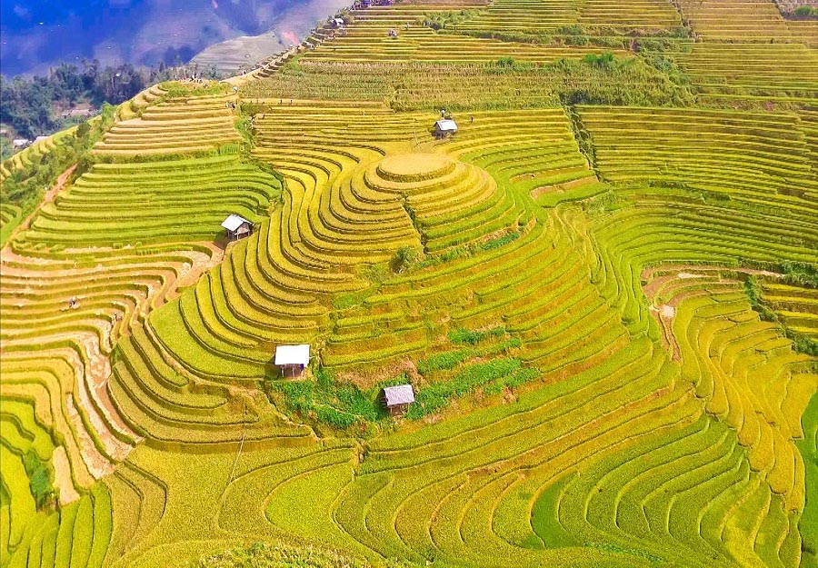 mam xoi hill in mu cang chai vietnam - rice terrace in vietnam